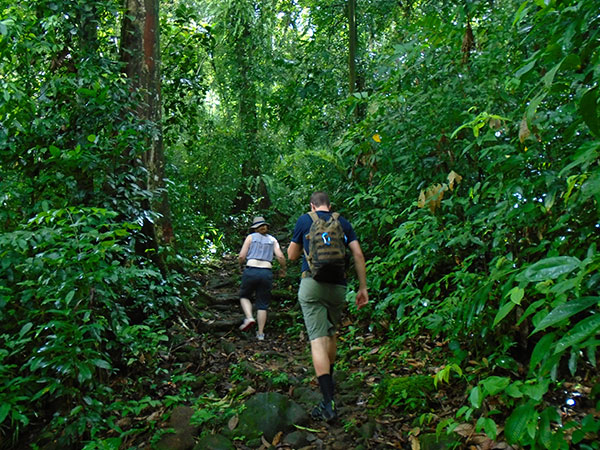 Jungle Trekking